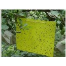 thrips aleurode coller insectes pièges papier glie