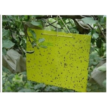 thrips whitefly stick insect glie paper traps