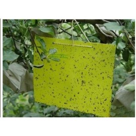 thrips whitefly stick insect glie paper traps