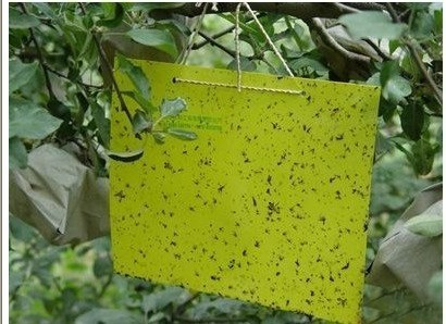 thrips aleurode coller insectes pièges papier glie