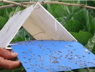 stick insect yellow BLUE board/sticky paper ,Insect Glue Traps ,sticky paper ,trap/moth killing board thrips whitefly glue paper ,thrips whitefly glue TRAPS