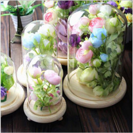 Small  Plant  Dome Display  Decorative Clear Glass  Cloche Bell Jars