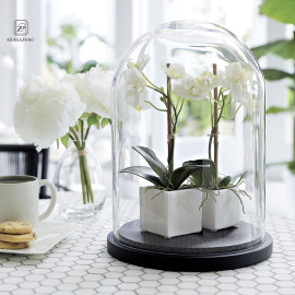 Small  Plant  Dome Display  Decorative Clear Glass  Cloche Bell Jars