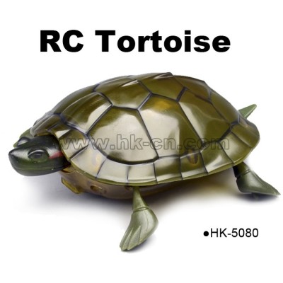 Real life crawl IR tortoise animal