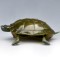 Real life crawl IR tortoise animal