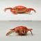 lifelike crawl IR crab