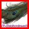Wholesale Real Natural Peacock Tail Eye Feather Hair Extension
