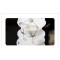 B-0646  Fashion Gold/Silver plated alloy chain rhinestone butterfly theme ring bracelet jewelry set