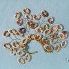 E-6544 1 Pc Left Ear Acrylic Hoop Ear Cuff Gold Plated Wedding Bridal Ear Warp Earrings