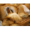 Canadian red fox blanket - made from handselected furs B012