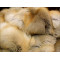 Golden island fox fur blanket - SAGA quality B020