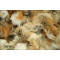 Golden Island fox sides fur blanket B024