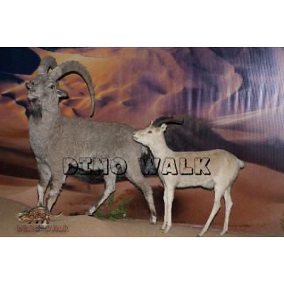 Antelope Model