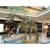 T-Rex Fossil Replica