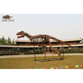 T-Rex Fossil displayed Exhibition