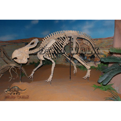 Protoceratops Fossil