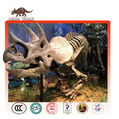 Triceratops Fossil Replica