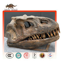 Baby T-Rex Head Fossil Replica