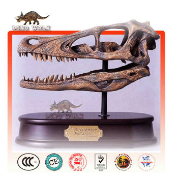 Dino Skeleton Gift