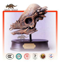 Pachycephalosaur Head Skeleton