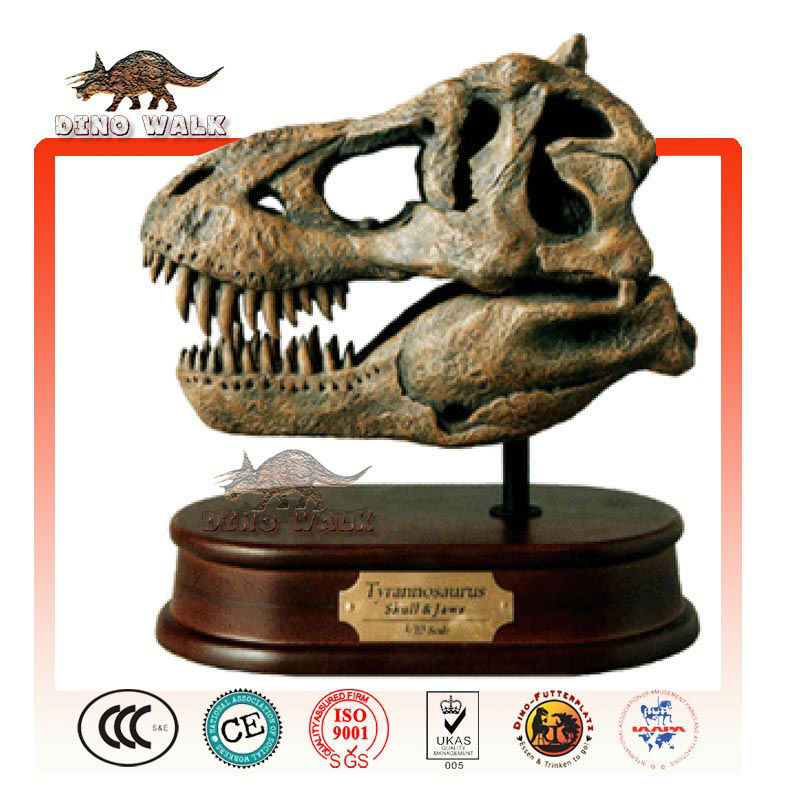 Baby Tyrannosaurus Head Fossil Gift
