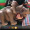 animatronic dinosaur Triceratops puppet with best price