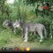 life size animatronic wolf  animal statue with high quality