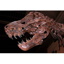 Let us to know more about Tyrannosaurus-REX-- KING of  Dinosaurs, Who is it?