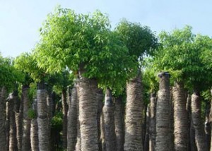 City Tree:Camphor Tree