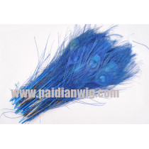 peacock feather -PP89