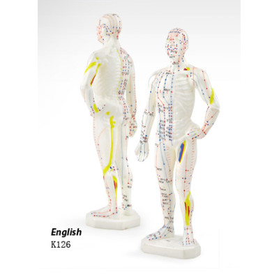 Male Human Acupuncture Point Model 26cm