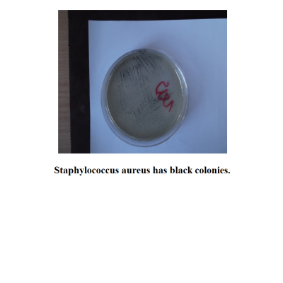 Staphylococcus aureus Chromogenic Medium Additives
