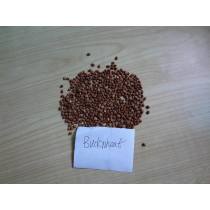 new crop roasted buckwheat from chinese factory  high quality