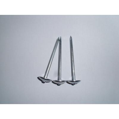 Umbrella Head Roofing Nails(factroy)