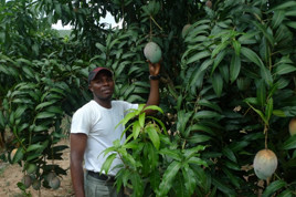 The suppier of Ripen Mango