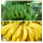 Professional supplier Mango Banana ripener