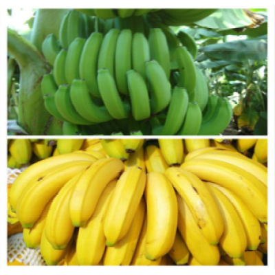 High quality Mango/Banana Ripener powder for India Pakistan