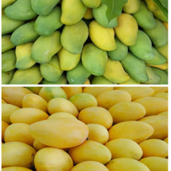 Mango Ethylene Ripener for Pakistan market