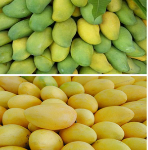 High quality Mango/Banana Ripener powder for India Pakistan