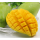 Professional supplier Mango Banana ripener