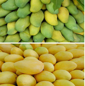 Know mango ripening agent correctly! What is the role of ethephon?