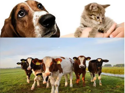 Rfid Animal Tag Reader Application