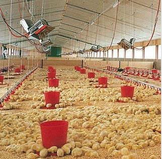 2013 Hot sale Infrared Gas Chick Brooder, Poultry heating system