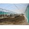 Hot Dipped Galvanized Steel Pipe used for greenhouse