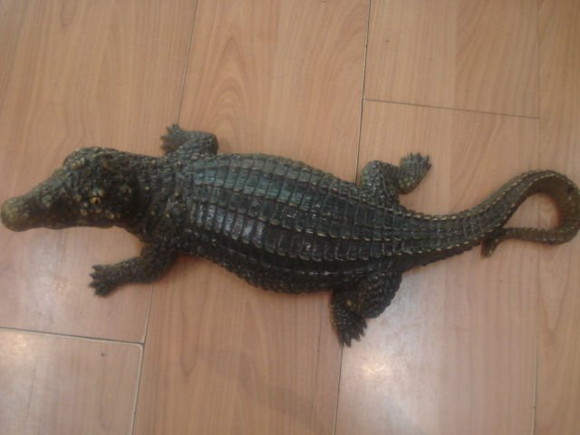 Resin Crocodilian