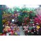 Yiwu Artificial Flowers Market Agent
