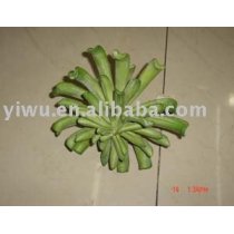 Sell Cacti Items in Yiwu China