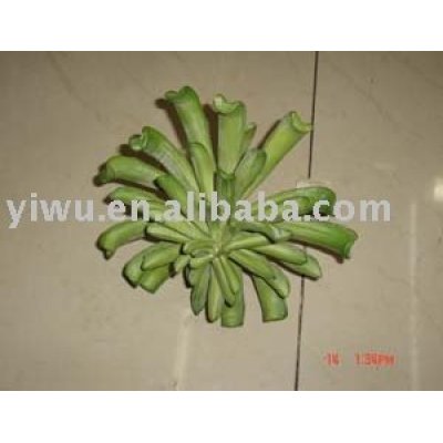 Sell Cacti Items in Yiwu China
