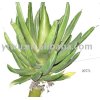 Sell Artificial Aloe