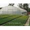 vegetable agricultural greenhouse